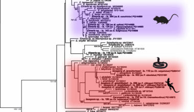 Gastrointestinal apicomplexan parasites of captive reptiles: diversity, causes, consequences | BMC Veterinary Research