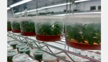 Zennetix forms Breeders’ Council to deliver genetics through tissue culture technology
