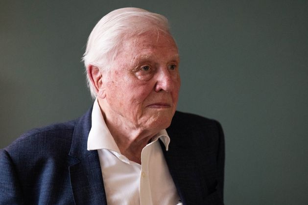 David Attenborough breaks record as oldest Daytime Emmy winner at 99