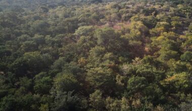 Majority of Carbon Credits From Tarnished Project Deemed Bogus