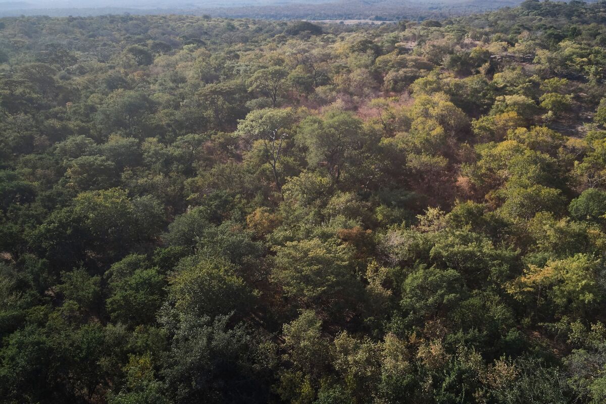 Majority of Carbon Credits From Tarnished Project Deemed Bogus