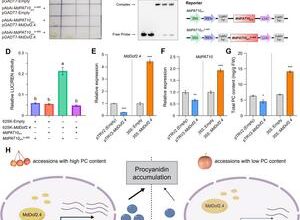 A genetic duo restores the lost health power of modern apples
