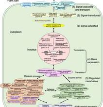 How soybeans see the light: New genetic map illuminates shade tolerance mechanisms