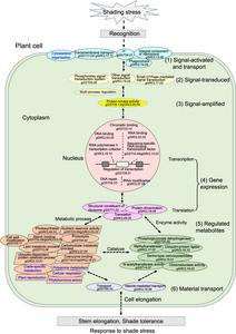 How soybeans see the light: New genetic map illuminates shade tolerance mechanisms