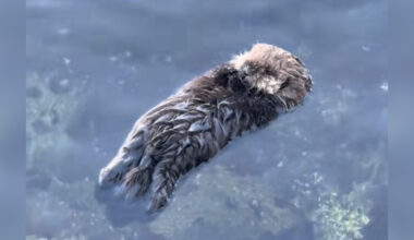 Woman Melts Witnessing Little Baby Sea Otter Take His First Solo Float
