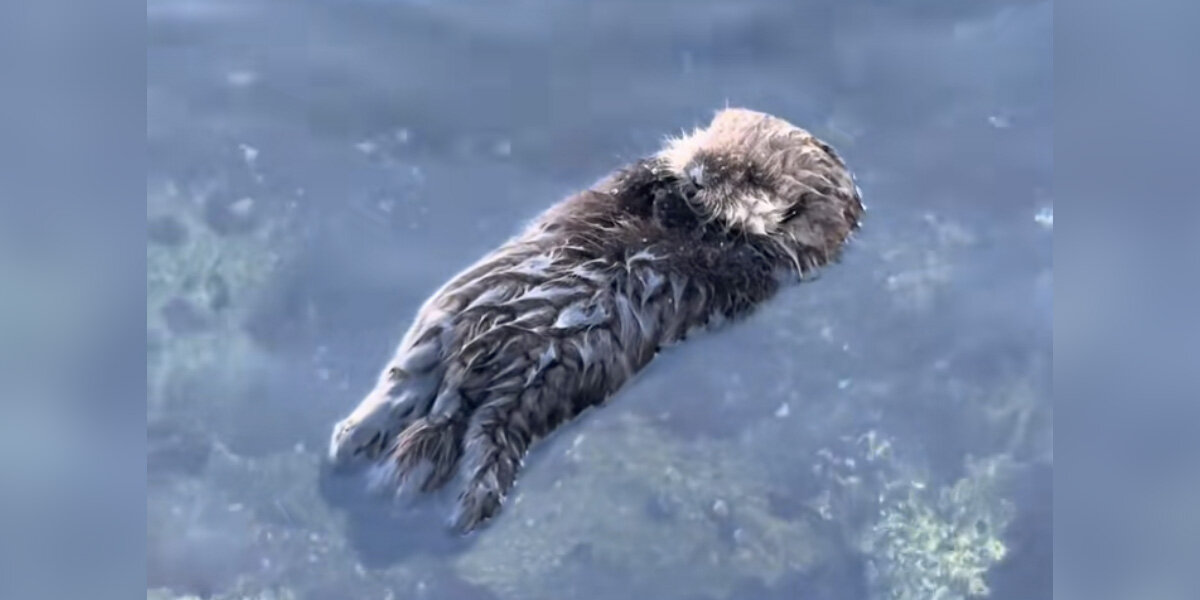 Woman Melts Witnessing Little Baby Sea Otter Take His First Solo Float