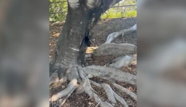 Black Blob Dangling From Fig Tree Is Actually A Wild Animal In Need