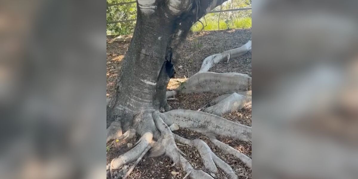 Black Blob Dangling From Fig Tree Is Actually A Wild Animal In Need