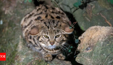 The world’s fiercest small cat: Know about the rare and remarkable Black-footed cat |