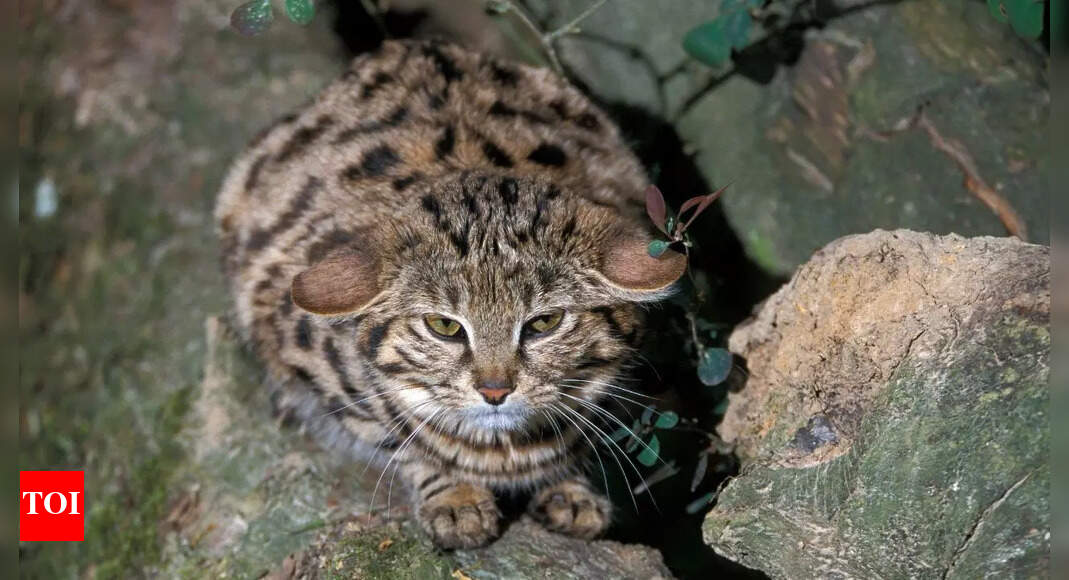 The world’s fiercest small cat: Know about the rare and remarkable Black-footed cat |