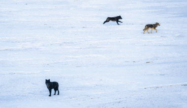 Colorado agency denies livestock associations’ claims that Canadian wolves released in mountains violated Endangered Species Act 