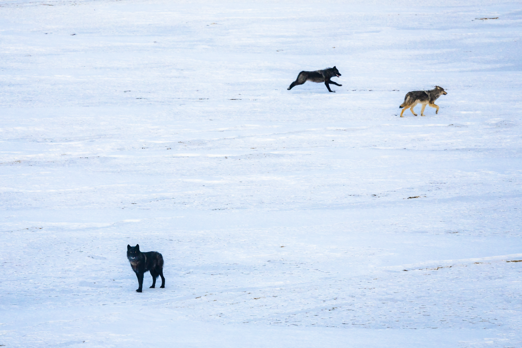 Colorado agency denies livestock associations’ claims that Canadian wolves released in mountains violated Endangered Species Act 