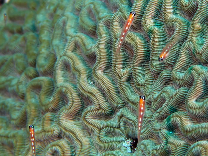 Image of tiny gobies