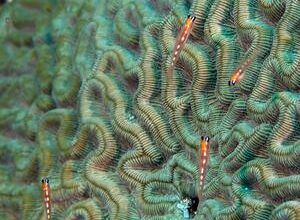 They might not be giants: U-M study unravels genetics behind why some fish remain tiny