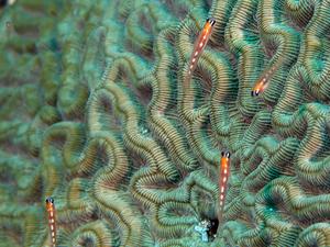 They might not be giants: U-M study unravels genetics behind why some fish remain tiny