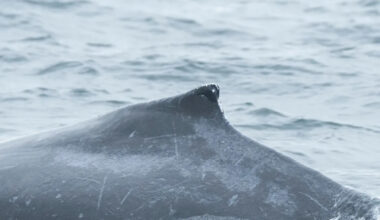 Calf with deep gash identified as humpback struck by ferry off Vancouver