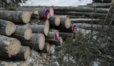 Europe Shortens Deforestation Enforcement Delay to Six Months