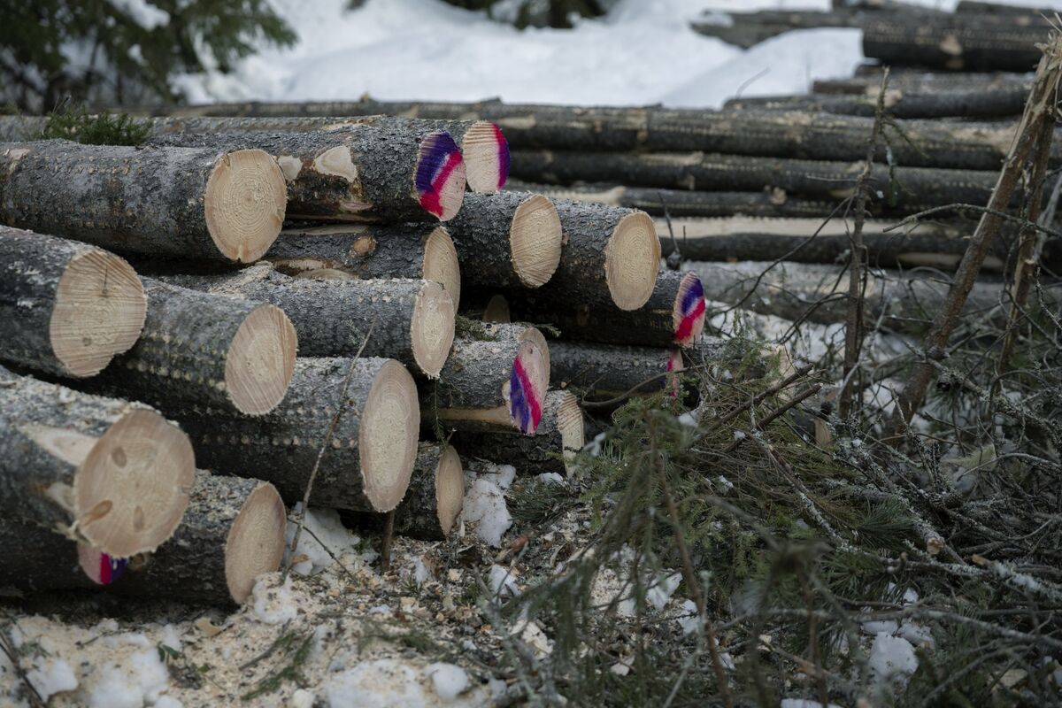 Europe Shortens Deforestation Enforcement Delay to Six Months