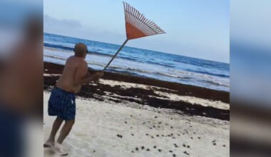 Beachgoer With A Rake Singlehandedly Saves Hundreds Of Endangered Babies