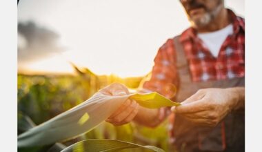 Planasa to acquire Illinois Foundation Seeds for genetics expansion