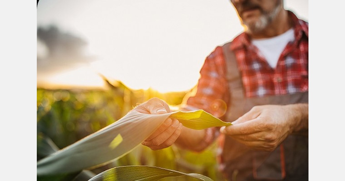 Planasa to acquire Illinois Foundation Seeds for genetics expansion