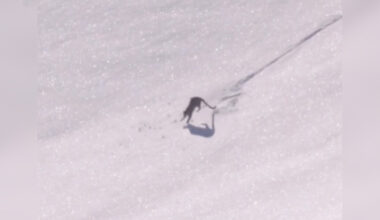 Photographer Captures Rarely Seen Fun Side Of World's Most Elusive Wild Cat