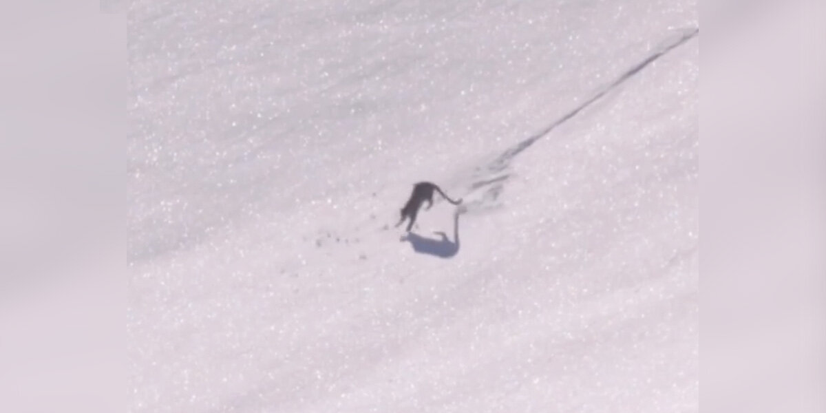 Photographer Captures Rarely Seen Fun Side Of World's Most Elusive Wild Cat