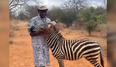 Wildlife Rescuers Find A Genius Way To Make Orphaned Baby Zebra Feel At Home