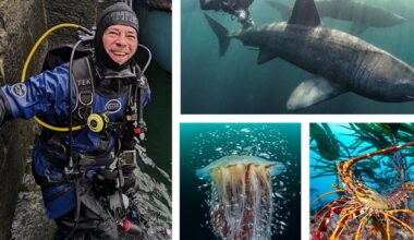 Dubliner Nigel Motyer: ‘I left my high-pressure finance job at 56 to dive full-time – I’m sorry I didn’t do it earlier’