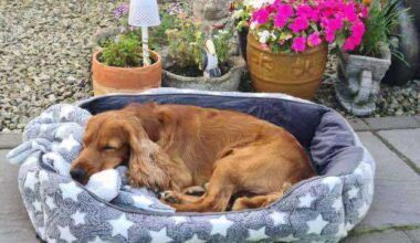Prison dog Bailey will not return to jail as more allegations of animal abuse emerge