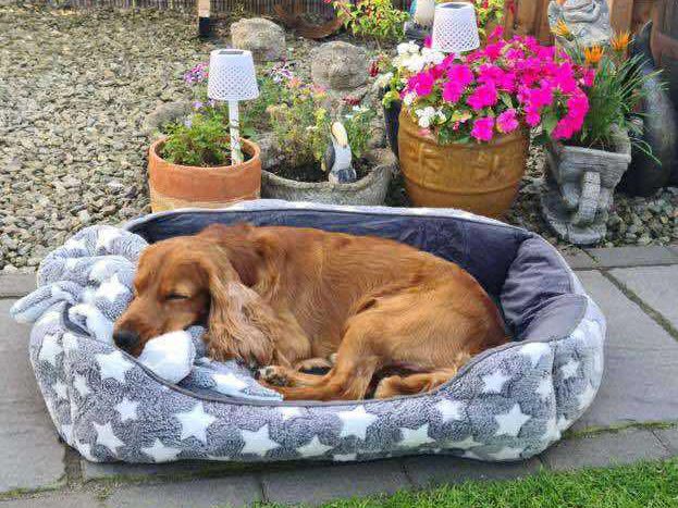 Prison dog Bailey will not return to jail as more allegations of animal abuse emerge
