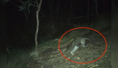 Trail Camera Captures Rare Footage Of Animal Who Hasn't Been Seen Since The 90s