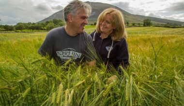Liquidator set to be appointed to Nephin Whiskey
