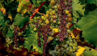 Old crops in new places