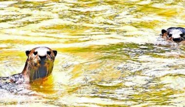 Otters in Thodupuzha lake. Photo: Manorama