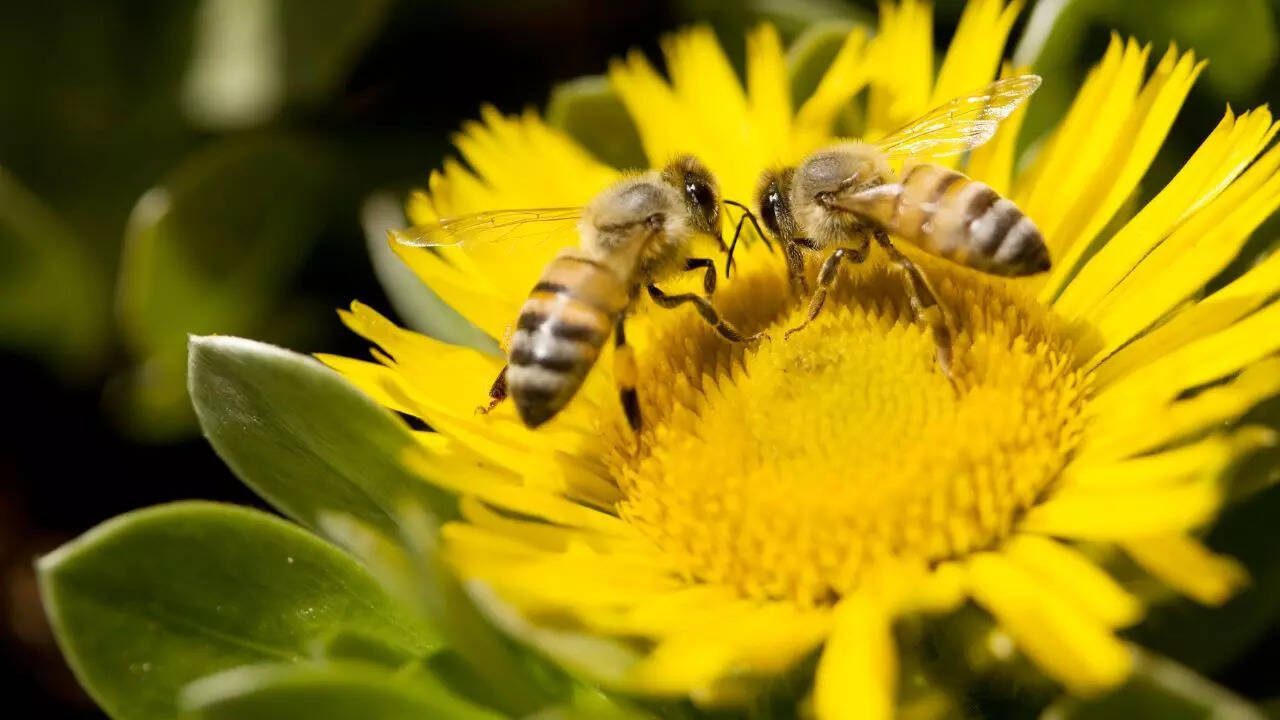 8 creatures that quietly heal the Earth every day