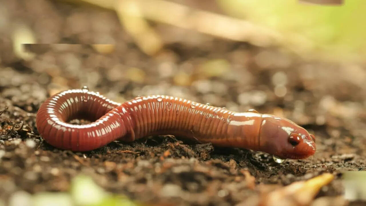 8 creatures that quietly heal the Earth every day