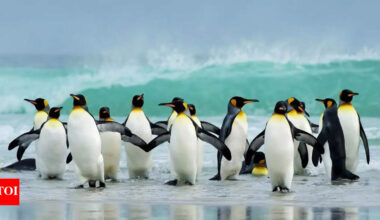 Why are there no penguins in the Arctic and what it tells us about evolution |