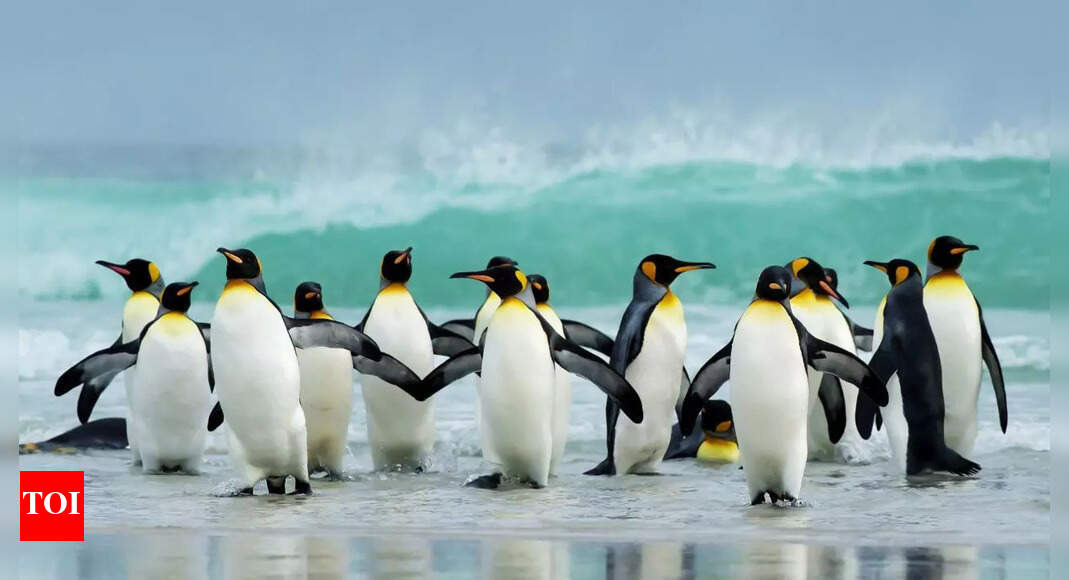 Why are there no penguins in the Arctic and what it tells us about evolution |