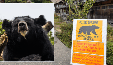 Japan sends in army to fight bears after 10 killed and dozens injured by wild beasts