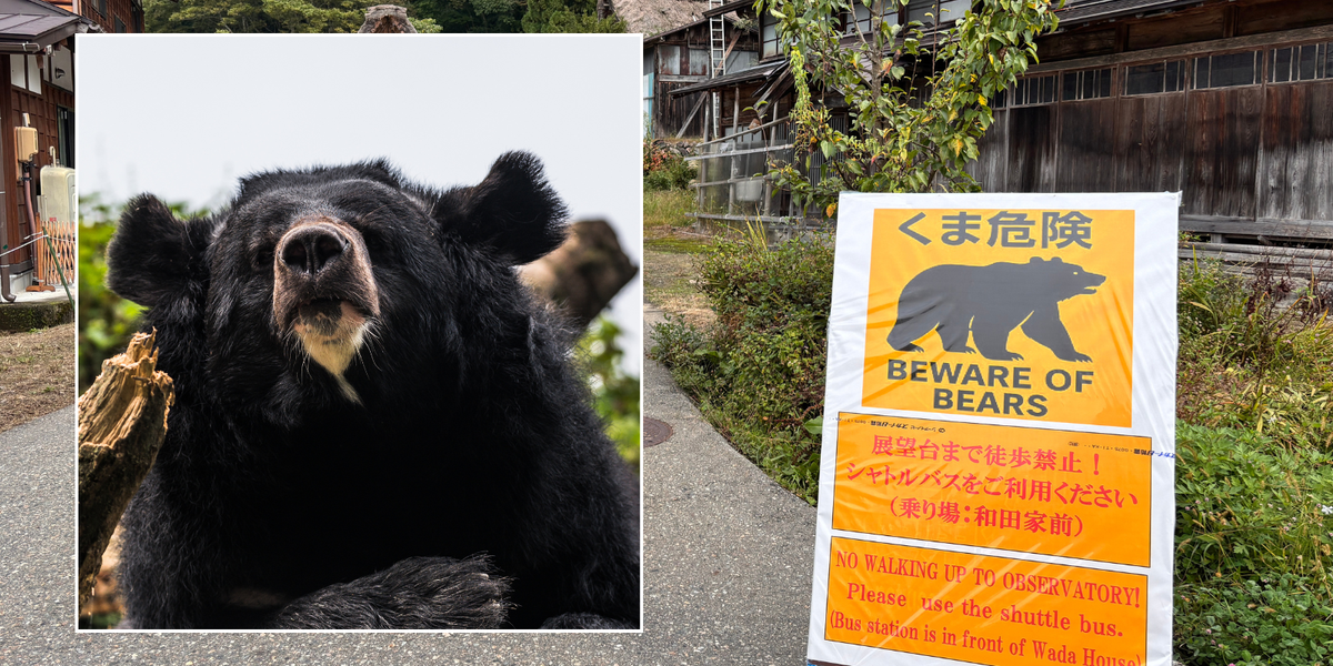 Japan sends in army to fight bears after 10 killed and dozens injured by wild beasts