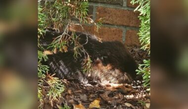 Employees See A Ball Of Fur Near Funeral Home And Realize It's A Wild Baby