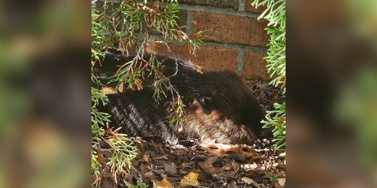 Employees See A Ball Of Fur Near Funeral Home And Realize It's A Wild Baby