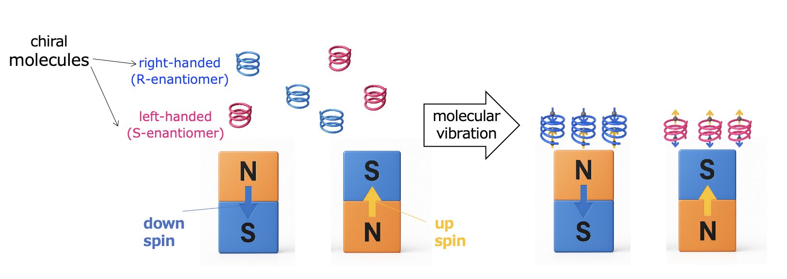 Chiral molecules adhere to magnets