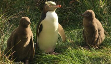 Genetic secrets of one of world's rarest penguins revealed