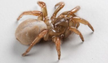 New species of trapdoor spider discovered, just in time for Halloween