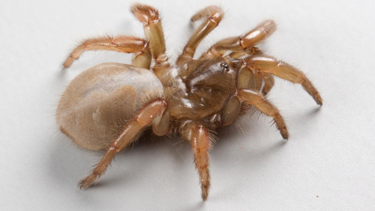 New species of trapdoor spider discovered, just in time for Halloween