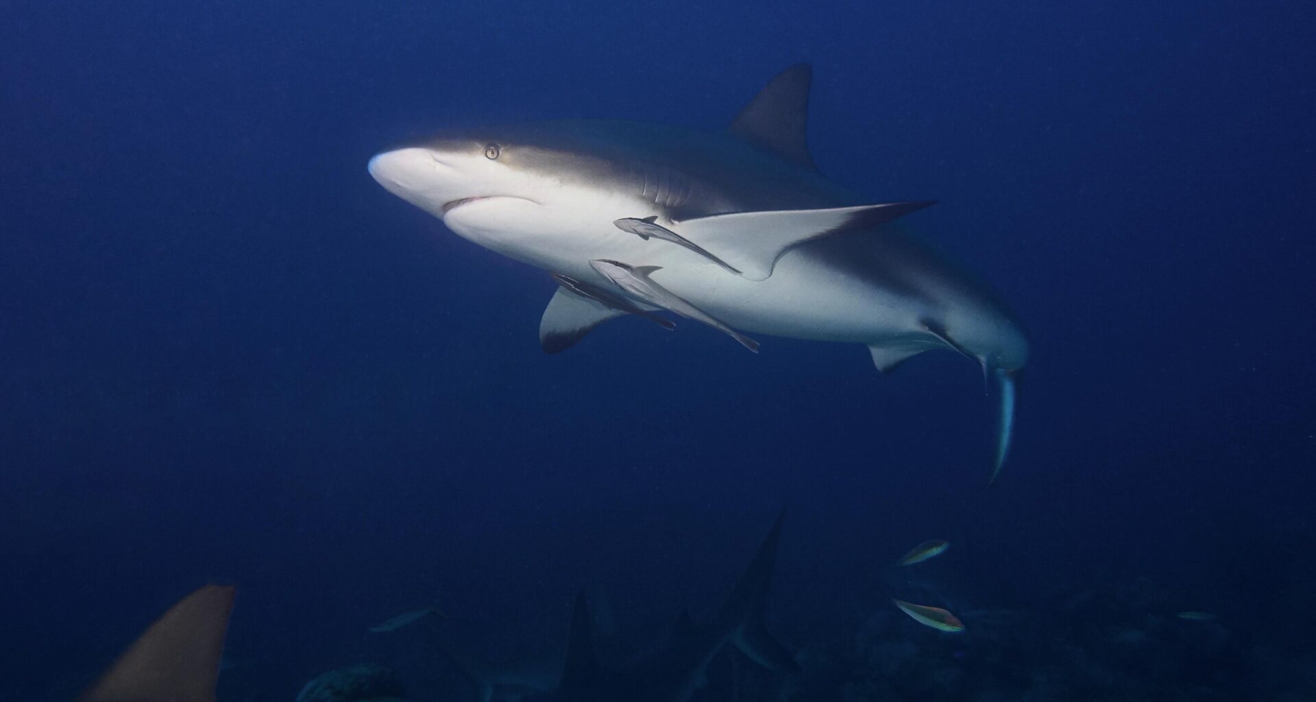 Unusual sharks face highest extinction risk