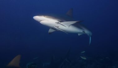 Unusual sharks face highest extinction risk