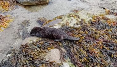 Beachgoers Call For Help When They Spot Wild Baby Washed Up From The Storm